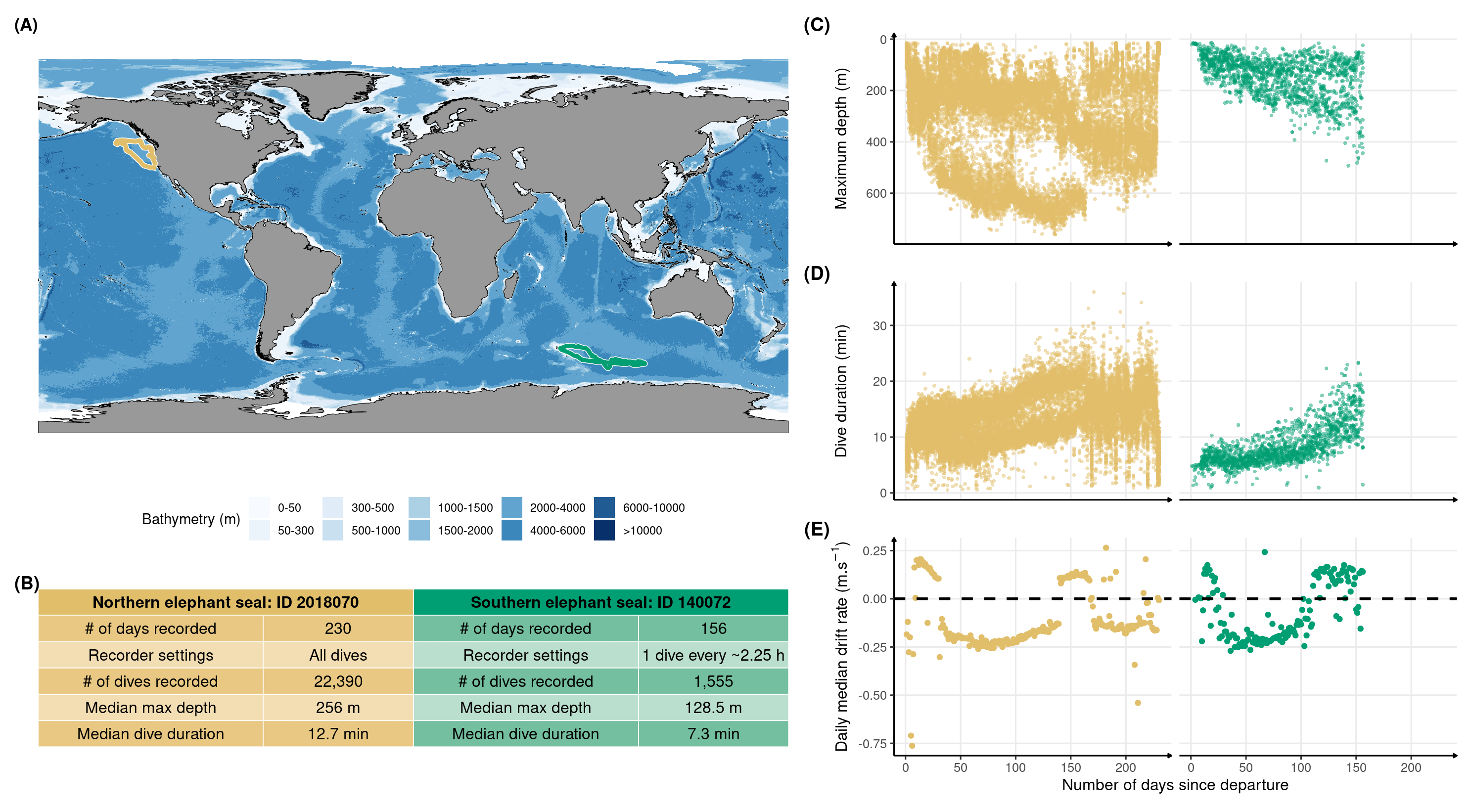 Illustrative data from one representative weanling northern elephant seal (id: 2018070) and one southern elephant seal (id: 130072) for comparison. The panels show for each of these two representative seals: (A) the migration routes during their first trip to sea from Año Nuevo, California, United States of America, and Kerguelen Island, France, respectively in gold and green; (B) a summary of tag setup and dive characteristics; the development of (C) maximum diving depth, (D) dive duration, and (E) daily median drift rate. Data show clear improvement of diving metrics for both species, with northern elephant seals exhibiting accelerated development in both diving duration and depth. 